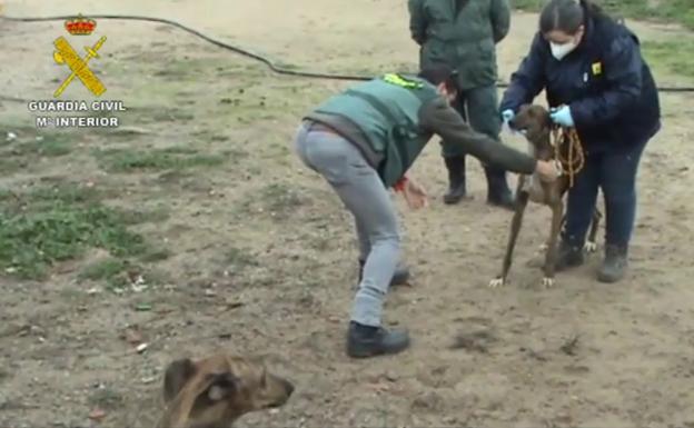 Una perrera clandestina con más de cien galgos y podencos en condiciones lamentables